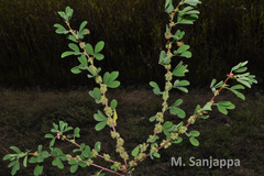 Indigofera glandulosa